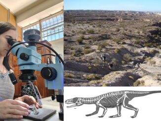 Un homenaje en clave paleontológica: describen a una nueva especie de reptil prehistórico y lo bautizan en honor al CONICET