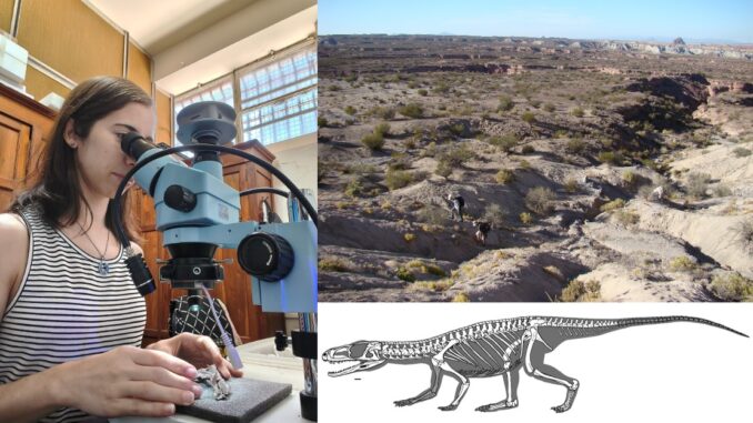Un homenaje en clave paleontológica: describen a una nueva especie de reptil prehistórico y lo bautizan en honor al CONICET