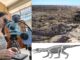 Un homenaje en clave paleontológica: describen a una nueva especie de reptil prehistórico y lo bautizan en honor al CONICET