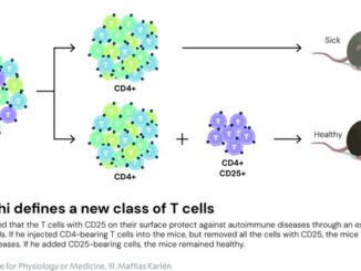 ¿Cómo controla el cuerpo el sistema inmunitario? La pregunta que le dio el Nobel de Medicina a tres investigadores