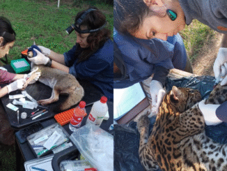 Cuando la salud animal y humana se cruzan