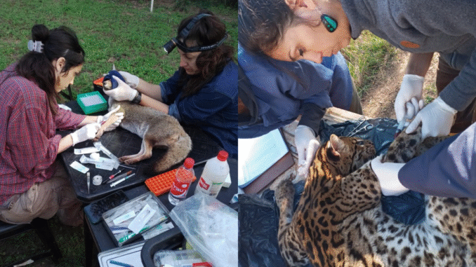 Cuando la salud animal y humana se cruzan