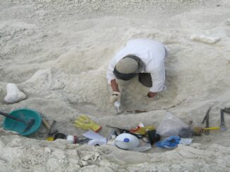 Descubren en Chubut una tortuga marina gigante de unos 20 millones de años