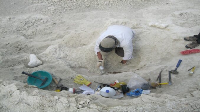 Descubren en Chubut una tortuga marina gigante de unos 20 millones de años