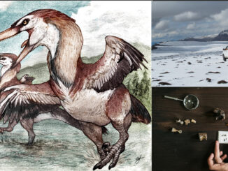 Nueva especie de dinosaurio argentino: hallan un raptor de 70 millones de años en la Cordillera de los Andes