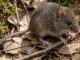 De Nueva York a Buenos Aires: el nuevo laboratorio que busca acorralar al hantavirus