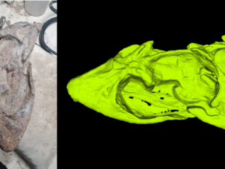 Hallan en la Patagonia argentina el cráneo completo de una especie de plesiosaurio de 66 millones de años