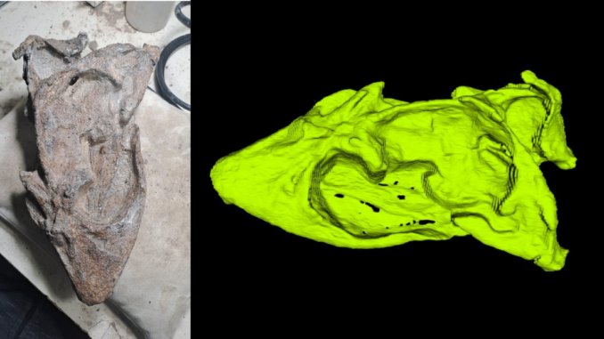 Hallan en la Patagonia argentina el cráneo completo de una especie de plesiosaurio de 66 millones de años