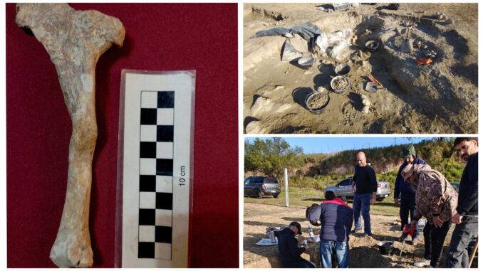 Encuentran en Buenos Aires una pieza fósil única de un perezoso gigante de hace 200 mil años