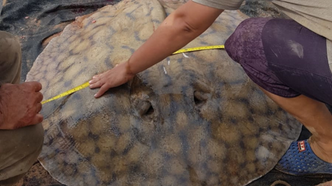 Una raya gigante recorrió 170 kilómetros en el Paraná y desafía todo lo que se creía sobre su comportamiento